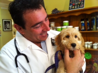 Dr Ivor The Best Holistic Vet on the Gold Coast