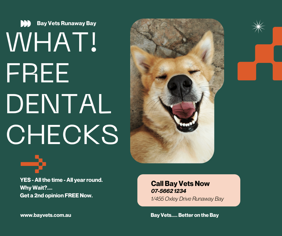 Gold Coast Holistic Vets at Bay Vets Runaway Bay Free Dental Checks