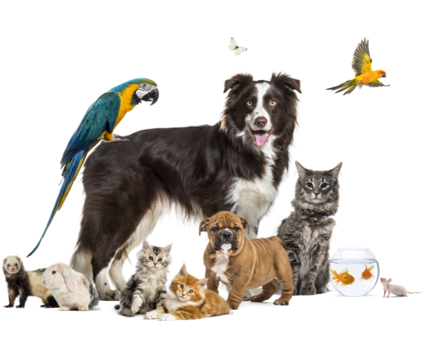 Group_of_pets_617x500